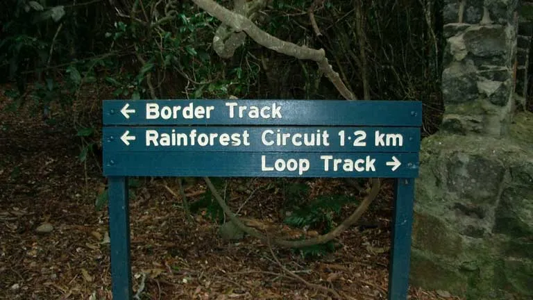 レインフォレスト